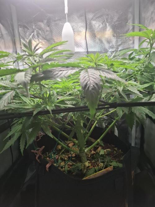 Runtz in Low cost setup. Week 9