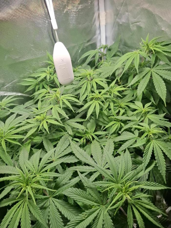 Runtz in Low cost setup. Week 10