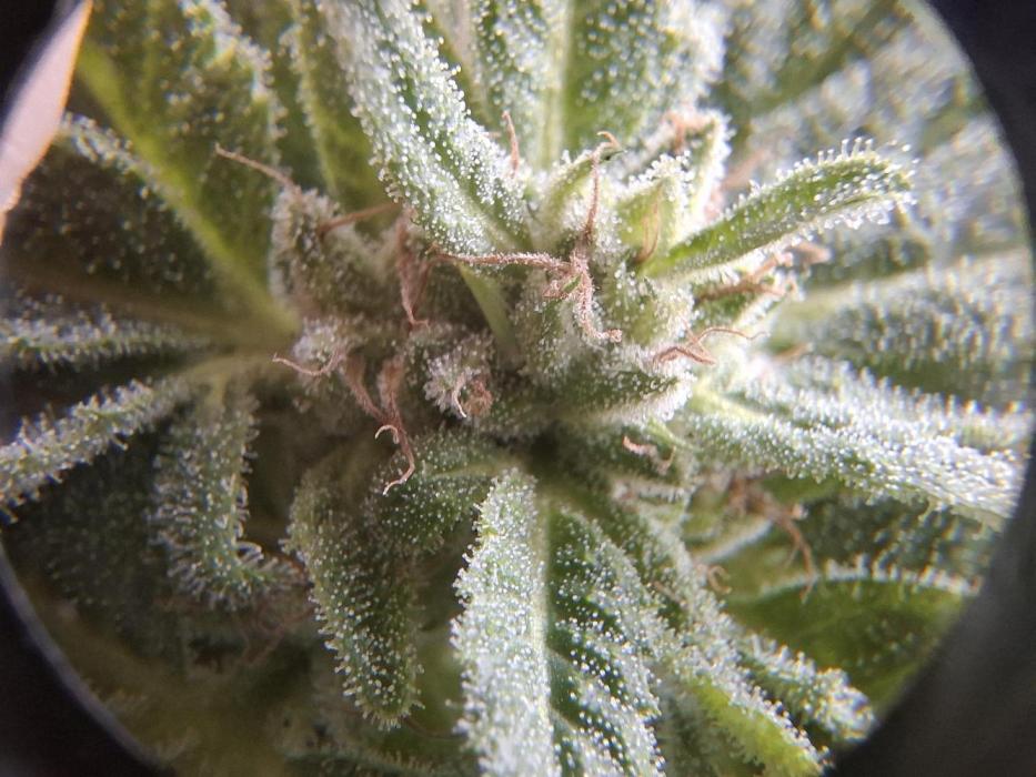 Jack Herer Balkon. Week 16