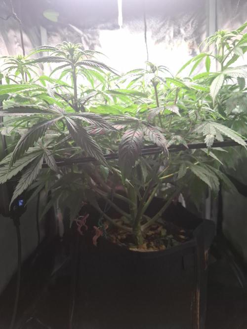 Runtz in Low cost setup. Week 11