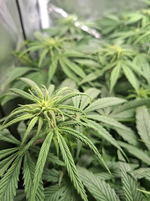 Runtz in Low cost setup. Week 11