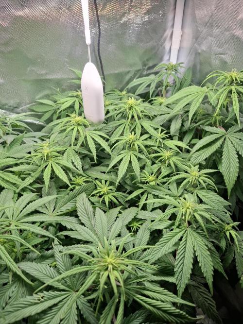 Runtz in Low cost setup. Week 11