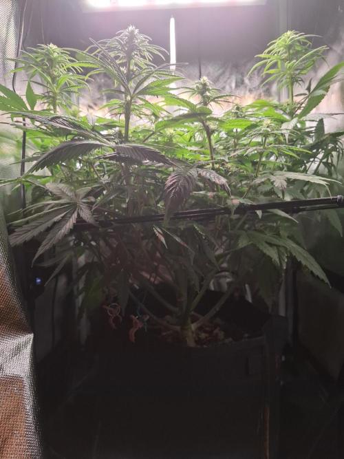 Runtz in Low cost setup. Week 12