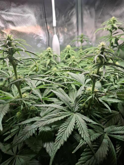 Runtz in Low cost setup. Week 12