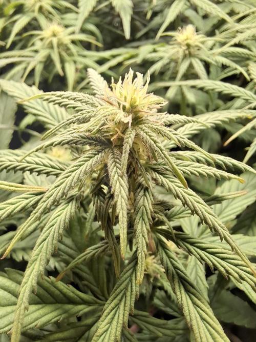 Runtz in Low cost setup. Week 12