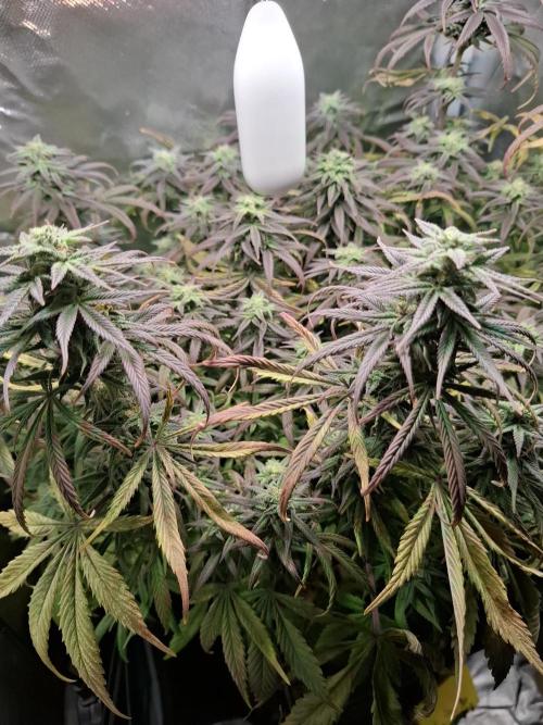 Runtz in Low cost setup. Week 16