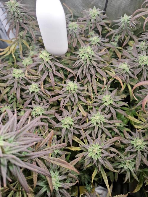 Runtz in Low cost setup. Week 16