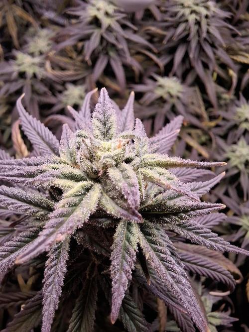 Runtz in Low cost setup. Week 16