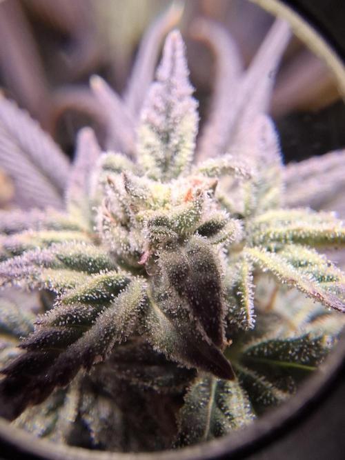 Runtz in Low cost setup. Week 16