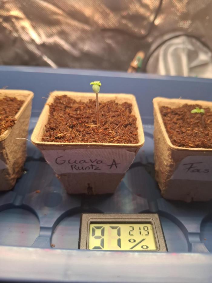 (Sommer Keller) Guava Runz Auto. Week 0