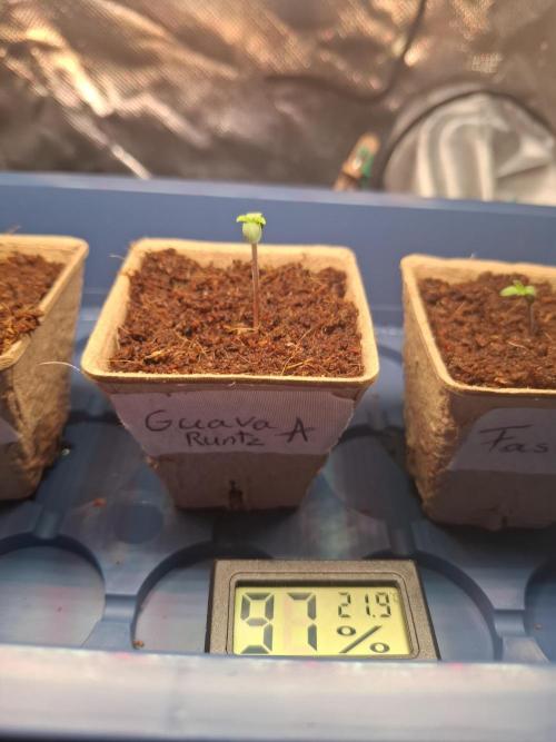 Guava Runtz Auto. Week 0
