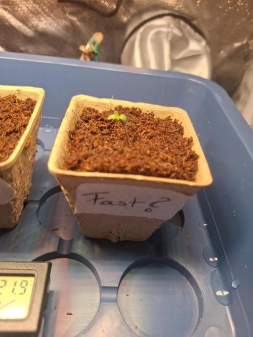 Balkon Grow 2026 (FastBuds). Week 0