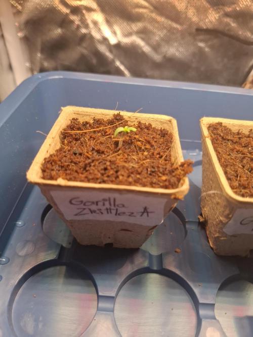 Balkon Grow 2026 (FastBuds). Week 0