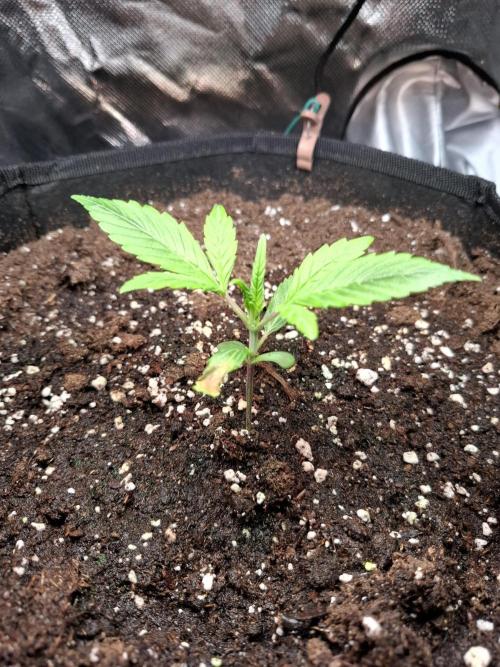 (Sommer Keller) Guava Runz Auto. Week 3