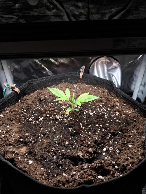 (Sommer Keller) Guava Runz Auto. Week 3