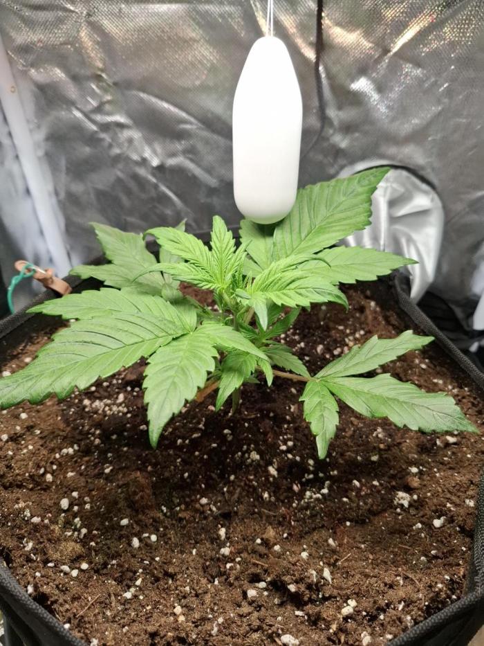 (Sommer Keller) Guava Runz Auto. Week 5