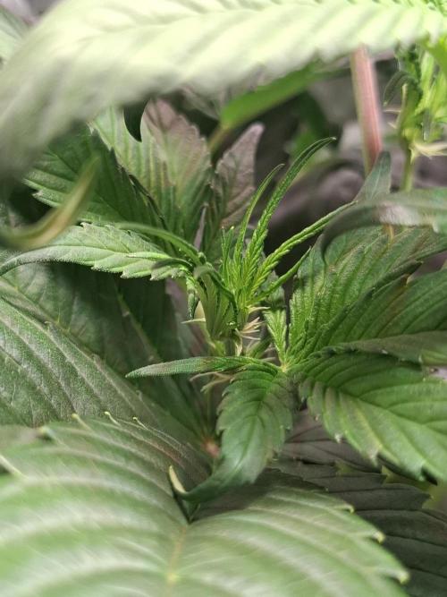 (Sommer Keller) Guava Runz Auto. Week 7