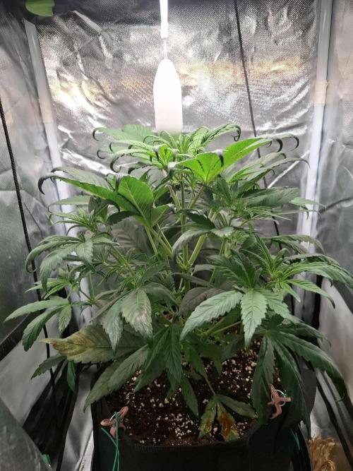 Guava Runtz Auto. Week 7