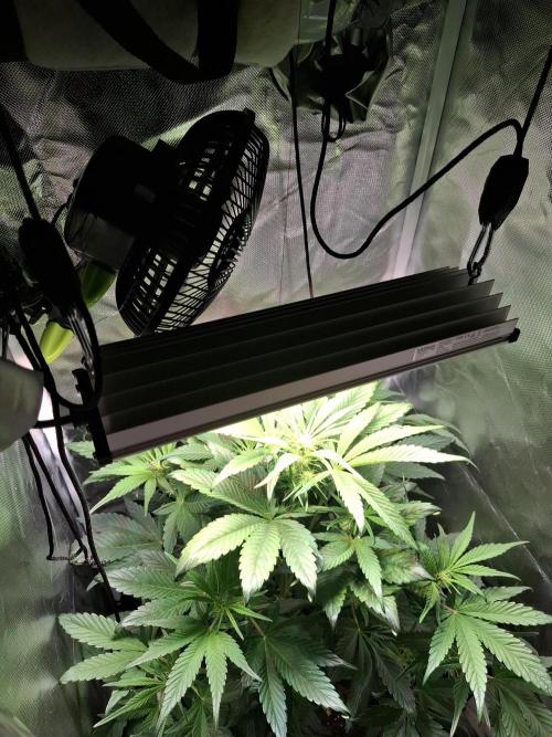 (Sommer Keller) Guava Runz Auto. Week 8