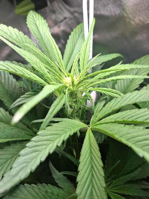 (Sommer Keller) Guava Runz Auto. Week 8