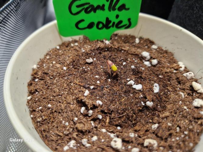 Cookies & Citrus Chronicles. Week 0