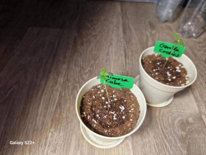 Cookies & Citrus Chronicles. Week 1