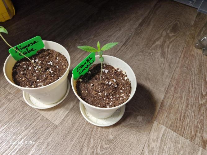 Cookies & Citrus Chronicles. Week 1