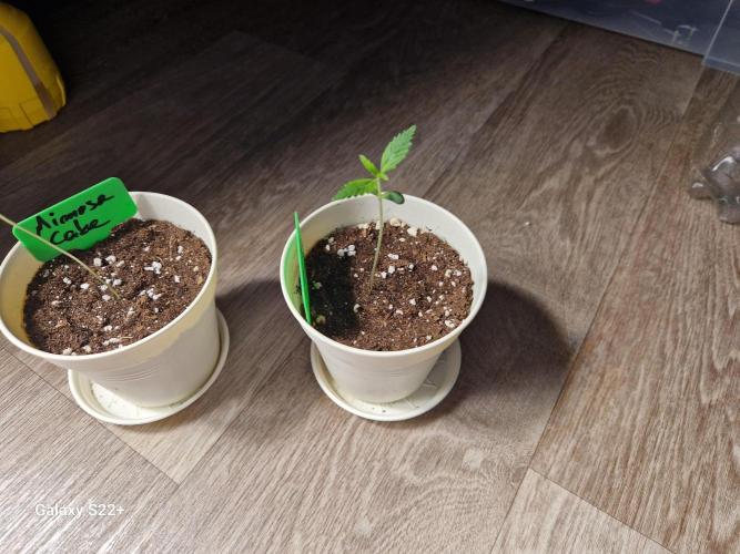 Cookies & Citrus Chronicles. Week 1