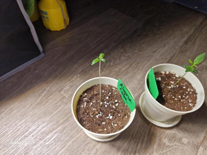 Cookies & Citrus Chronicles. Week 1