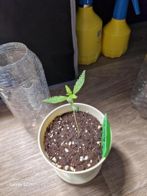 Cookies & Citrus Chronicles. Week 2