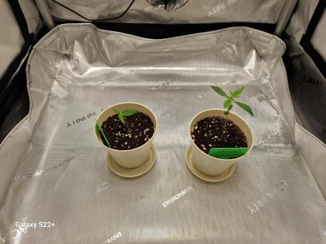 Cookies & Citrus Chronicles. Week 2