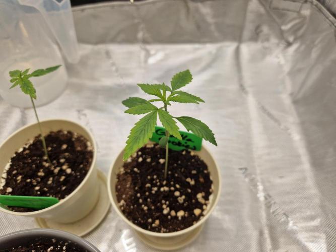 Cookies & Citrus Chronicles. Week 2