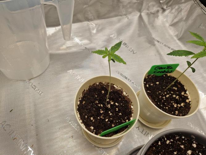 Cookies & Citrus Chronicles. Week 2