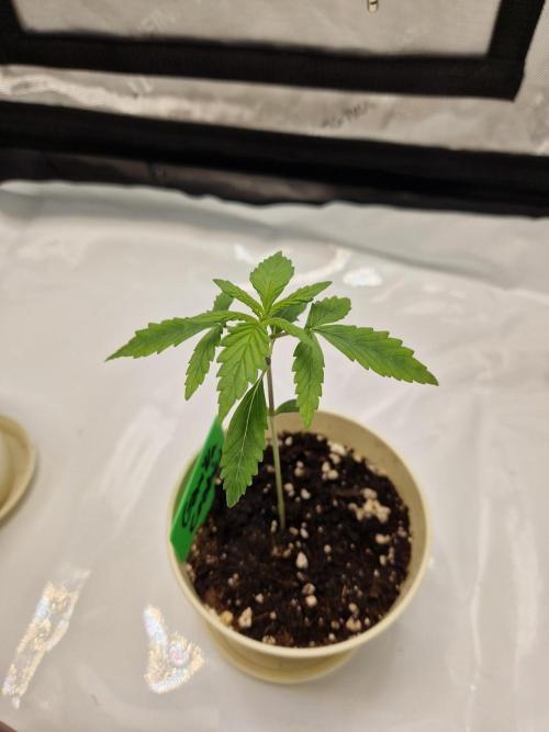 Cookies & Citrus Chronicles. Week 2