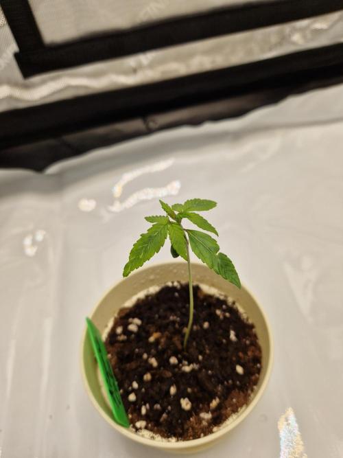 Cookies & Citrus Chronicles. Week 2