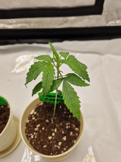 Cookies & Citrus Chronicles. Week 3