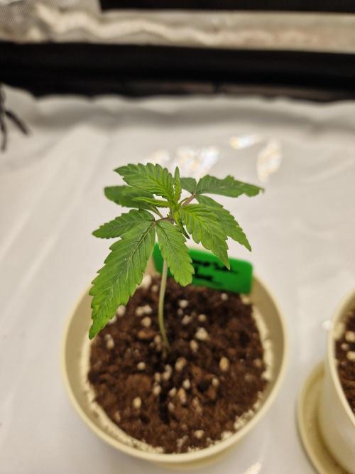 Cookies & Citrus Chronicles. Week 3