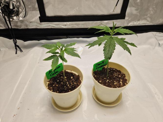 Cookies & Citrus Chronicles. Week 3