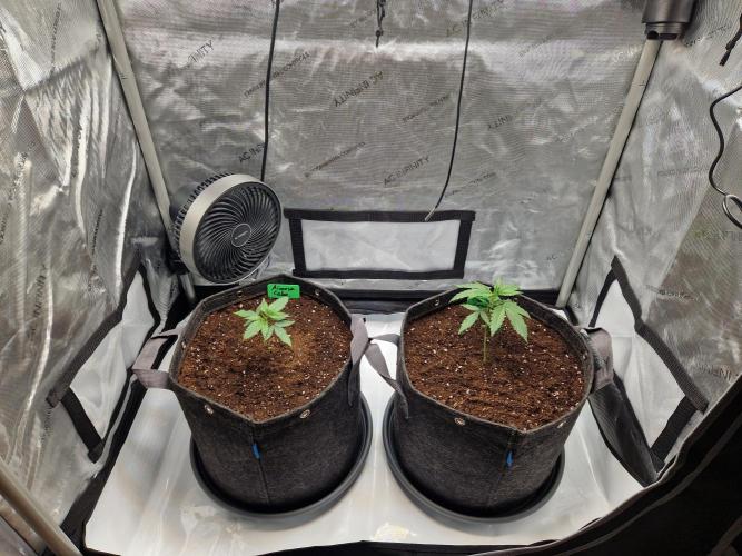 Cookies & Citrus Chronicles. Week 3