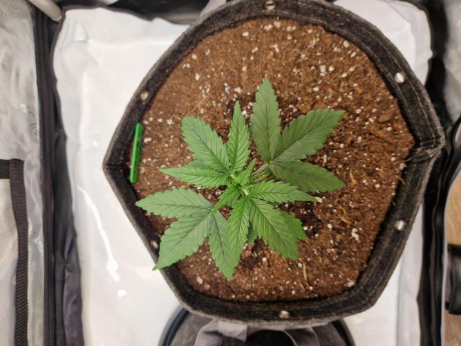 Cookies & Citrus Chronicles. Week 3