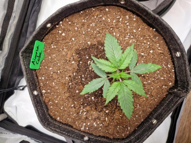 Cookies & Citrus Chronicles. Week 3