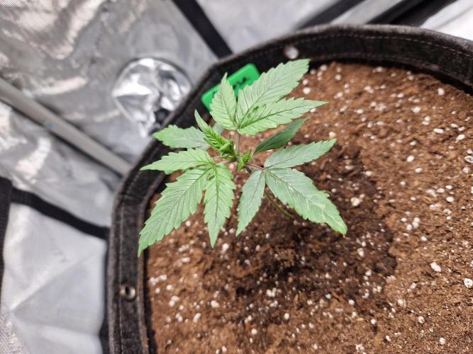 Cookies & Citrus Chronicles. Week 3