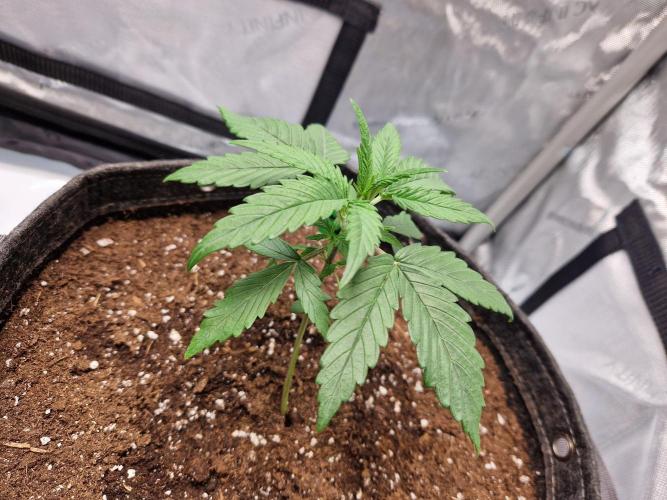 Cookies & Citrus Chronicles. Week 3