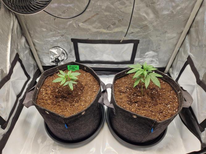 Cookies & Citrus Chronicles. Week 3