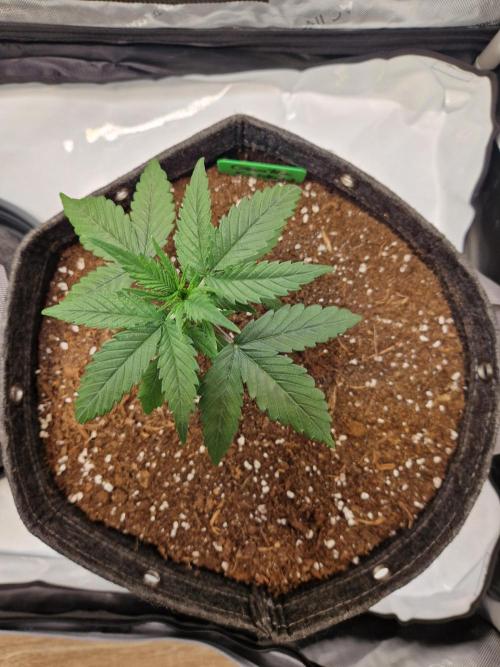 Cookies & Citrus Chronicles. Week 3