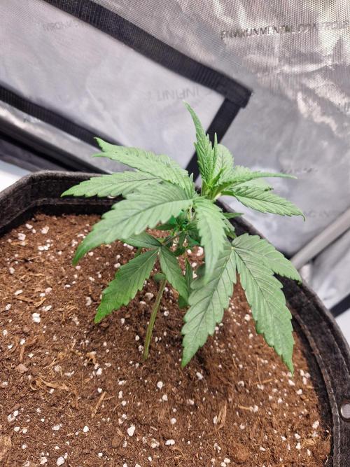 Cookies & Citrus Chronicles. Week 3