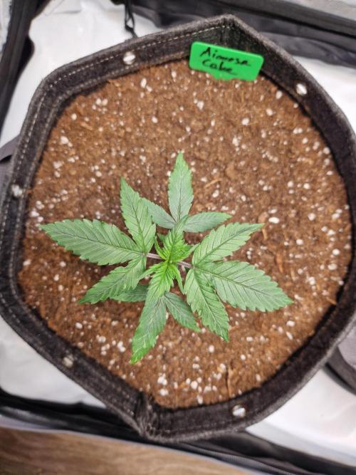 Cookies & Citrus Chronicles. Week 3