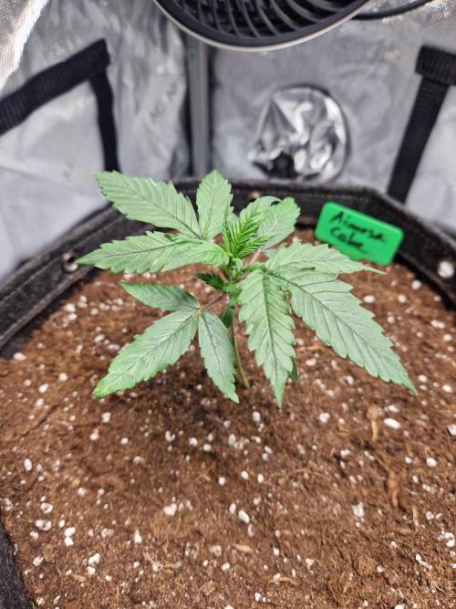 Cookies & Citrus Chronicles. Week 3