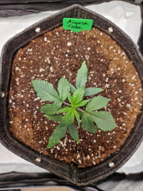 Cookies & Citrus Chronicles. Week 3