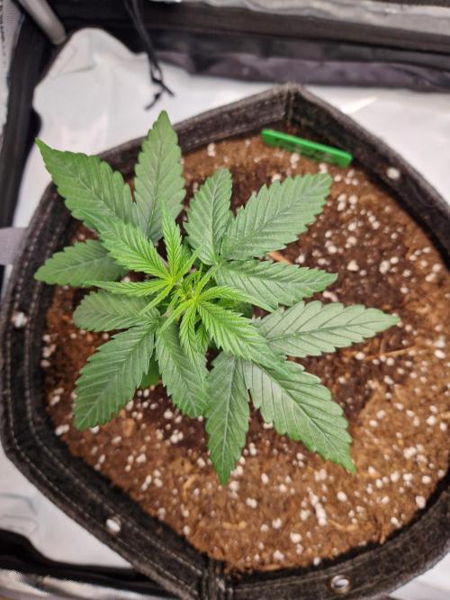 Cookies & Citrus Chronicles. Week 3